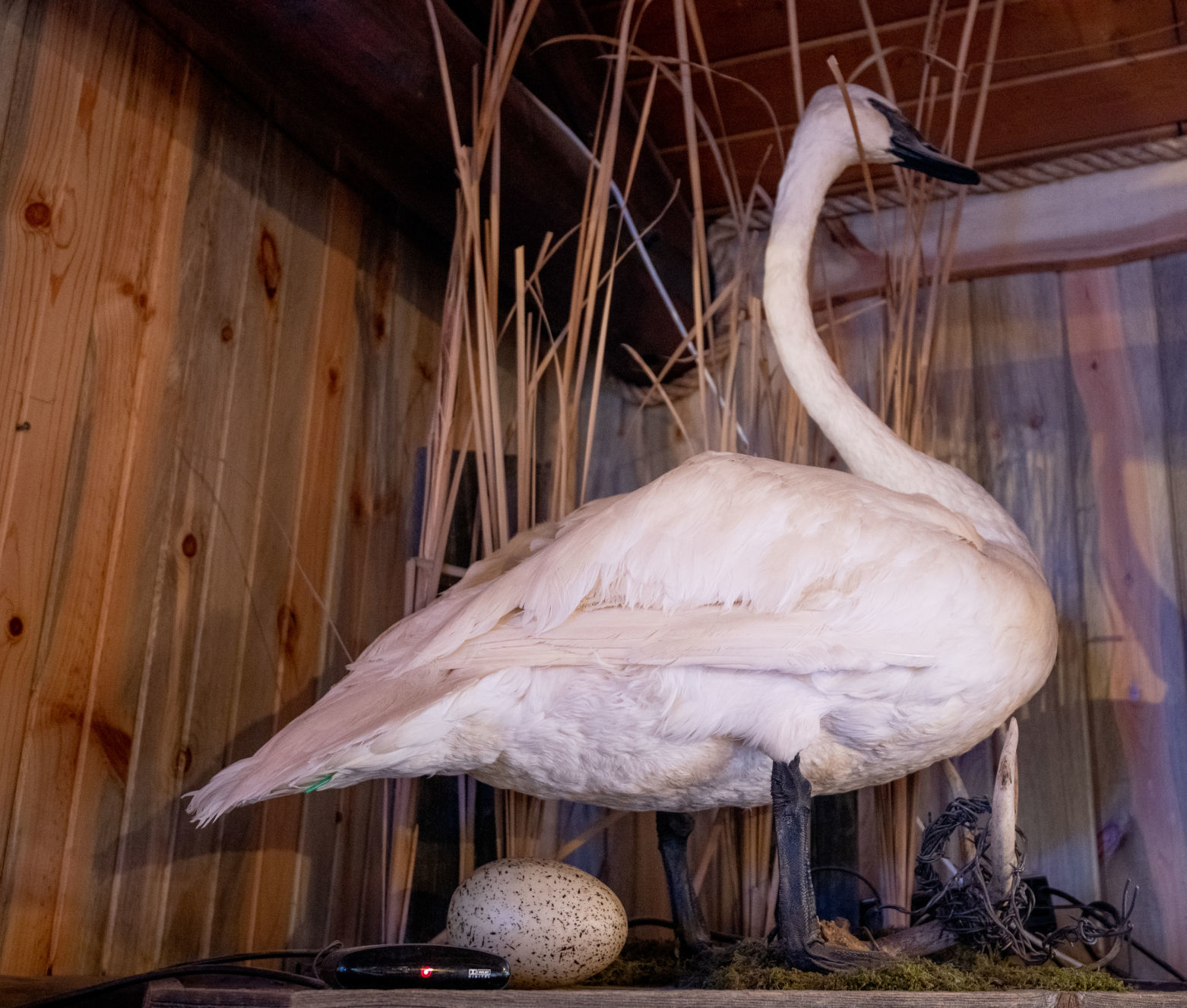 Swan questions